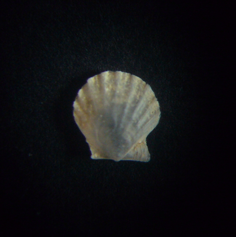 Palliolum?